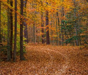 Preview wallpaper forest, trees, fallen leaves, landscape, autumn