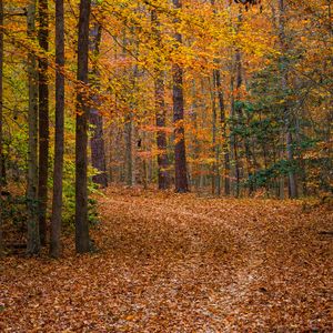 Preview wallpaper forest, trees, fallen leaves, landscape, autumn