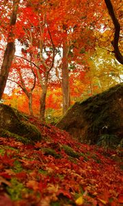 Preview wallpaper forest, trees, fallen leaves, autumn, nature, bright