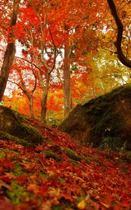 Preview wallpaper forest, trees, fallen leaves, autumn, nature, bright