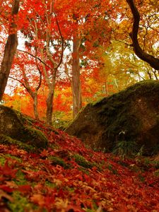 Preview wallpaper forest, trees, fallen leaves, autumn, nature, bright