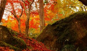 Preview wallpaper forest, trees, fallen leaves, autumn, nature, bright