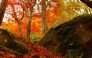Preview wallpaper forest, trees, fallen leaves, autumn, nature, bright