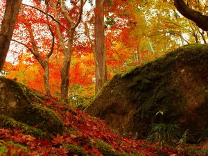 Preview wallpaper forest, trees, fallen leaves, autumn, nature, bright