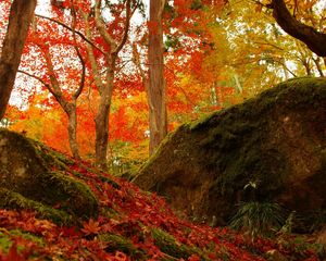 Preview wallpaper forest, trees, fallen leaves, autumn, nature, bright