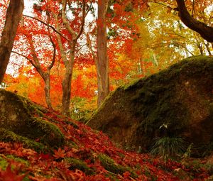Preview wallpaper forest, trees, fallen leaves, autumn, nature, bright