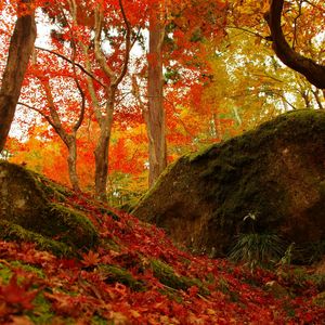 Preview wallpaper forest, trees, fallen leaves, autumn, nature, bright