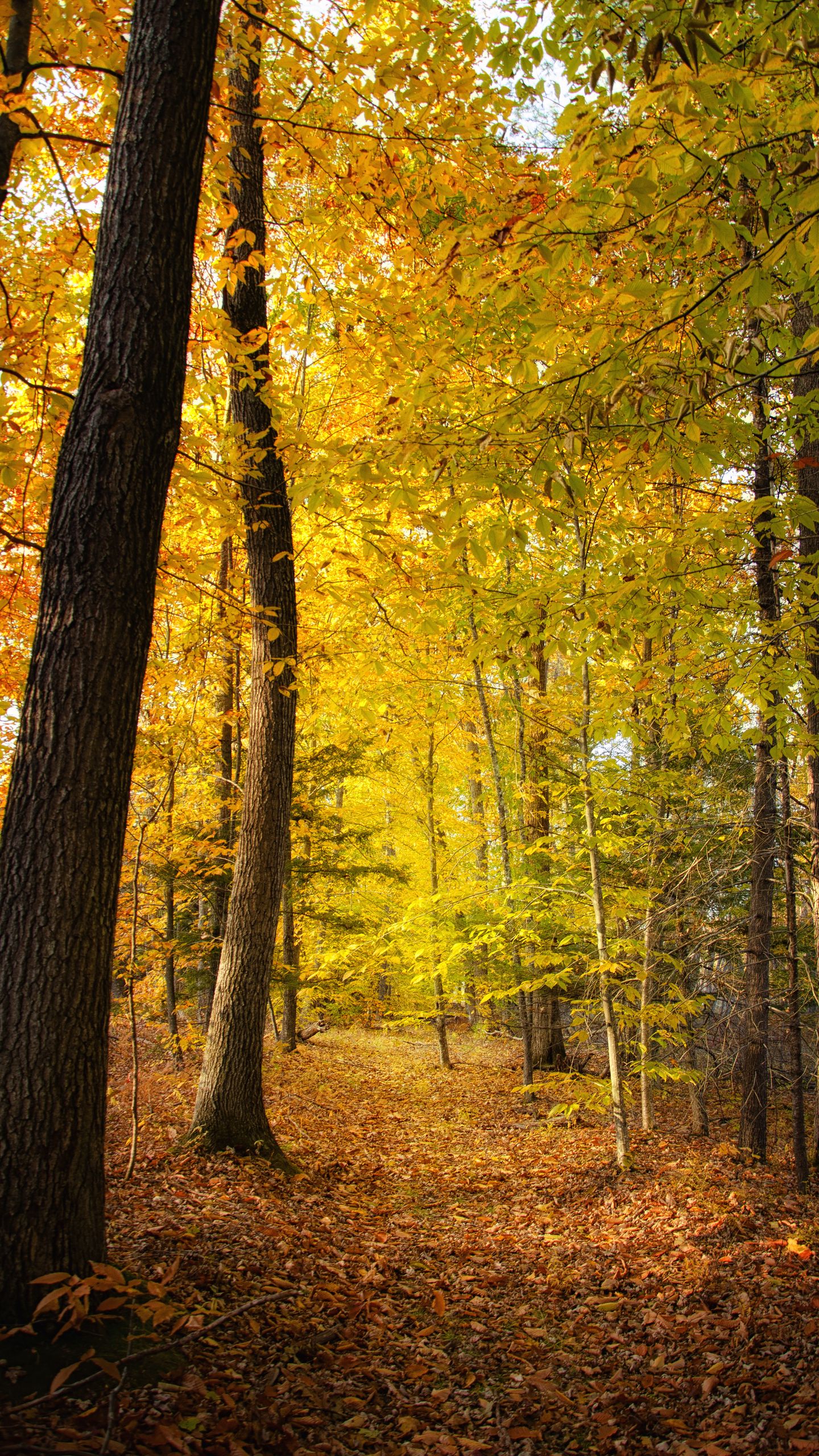 Download Wallpaper 1440x2560 Forest Trees Fallen Leaves Autumn