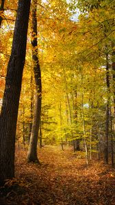 Preview wallpaper forest, trees, fallen leaves, autumn, landscape