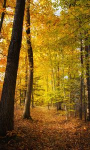 Preview wallpaper forest, trees, fallen leaves, autumn, landscape