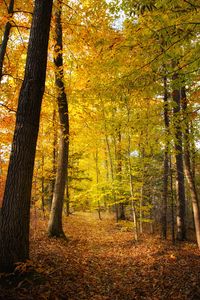 Preview wallpaper forest, trees, fallen leaves, autumn, landscape
