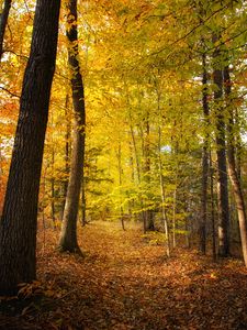 Preview wallpaper forest, trees, fallen leaves, autumn, landscape