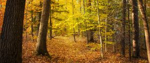 Preview wallpaper forest, trees, fallen leaves, autumn, landscape