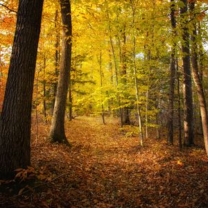 Preview wallpaper forest, trees, fallen leaves, autumn, landscape