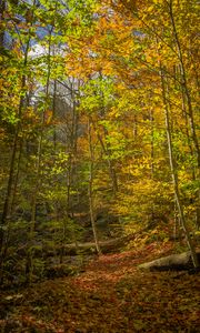 Preview wallpaper forest, trees, fallen leaves, autumn, bright