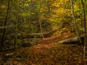 Preview wallpaper forest, trees, fallen leaves, autumn, bright