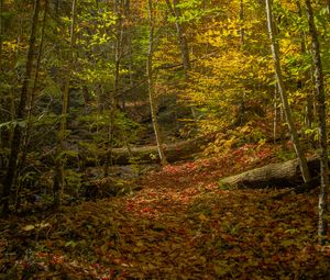 Preview wallpaper forest, trees, fallen leaves, autumn, bright