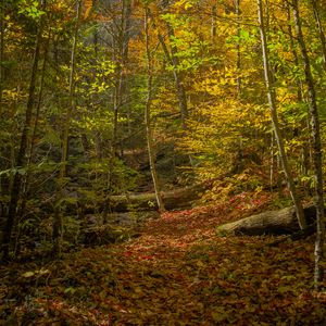 Preview wallpaper forest, trees, fallen leaves, autumn, bright