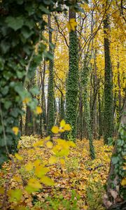 Preview wallpaper forest, trees, fallen leaves, ivy, nature, autumn