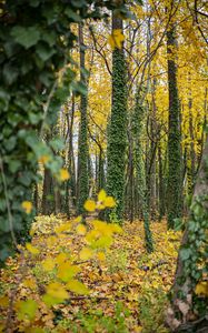 Preview wallpaper forest, trees, fallen leaves, ivy, nature, autumn