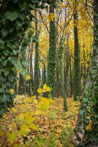 Preview wallpaper forest, trees, fallen leaves, ivy, nature, autumn