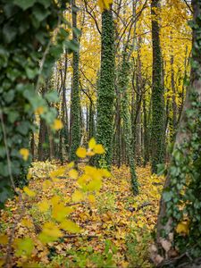 Preview wallpaper forest, trees, fallen leaves, ivy, nature, autumn