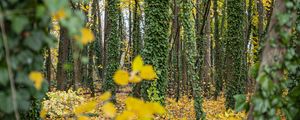 Preview wallpaper forest, trees, fallen leaves, ivy, nature, autumn