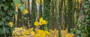 Preview wallpaper forest, trees, fallen leaves, ivy, nature, autumn