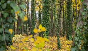 Preview wallpaper forest, trees, fallen leaves, ivy, nature, autumn