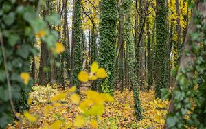 Preview wallpaper forest, trees, fallen leaves, ivy, nature, autumn