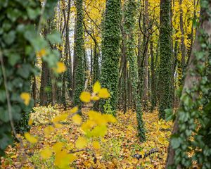 Preview wallpaper forest, trees, fallen leaves, ivy, nature, autumn