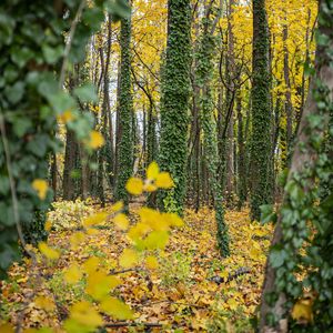 Preview wallpaper forest, trees, fallen leaves, ivy, nature, autumn