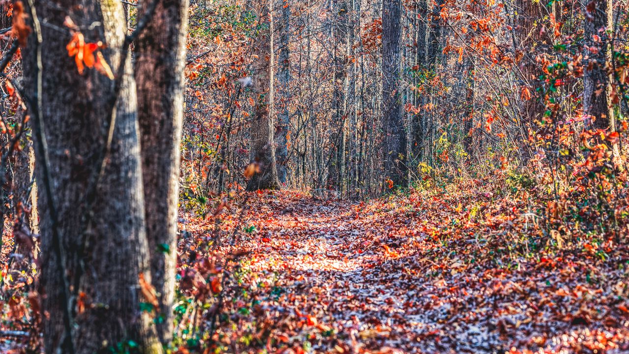 Wallpaper forest, trees, fallen leaves, autumn, nature