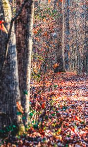 Preview wallpaper forest, trees, fallen leaves, autumn, nature