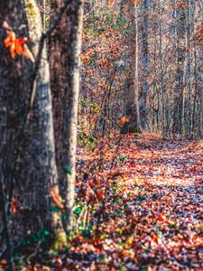 Preview wallpaper forest, trees, fallen leaves, autumn, nature