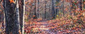 Preview wallpaper forest, trees, fallen leaves, autumn, nature