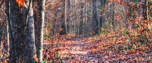 Preview wallpaper forest, trees, fallen leaves, autumn, nature