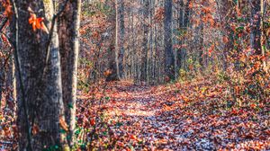 Preview wallpaper forest, trees, fallen leaves, autumn, nature