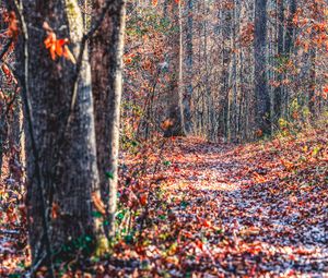 Preview wallpaper forest, trees, fallen leaves, autumn, nature