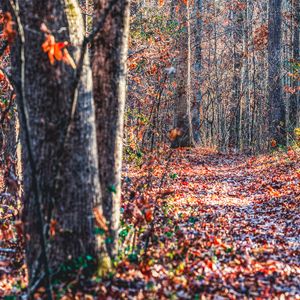 Preview wallpaper forest, trees, fallen leaves, autumn, nature