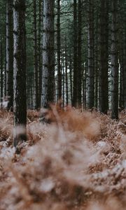 Preview wallpaper forest, trees, fern, dry, nature