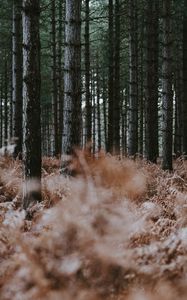 Preview wallpaper forest, trees, fern, dry, nature