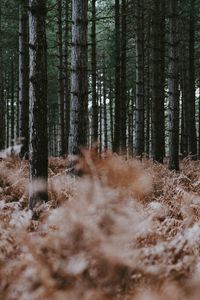 Preview wallpaper forest, trees, fern, dry, nature