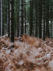 Preview wallpaper forest, trees, fern, dry, nature