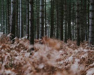 Preview wallpaper forest, trees, fern, dry, nature