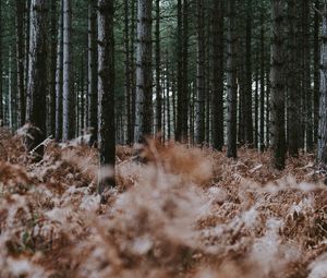 Preview wallpaper forest, trees, fern, dry, nature