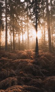 Preview wallpaper forest, trees, fern, sunlight, nature