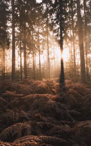 Preview wallpaper forest, trees, fern, sunlight, nature