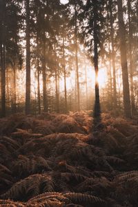 Preview wallpaper forest, trees, fern, sunlight, nature