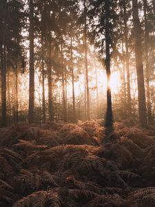 Preview wallpaper forest, trees, fern, sunlight, nature